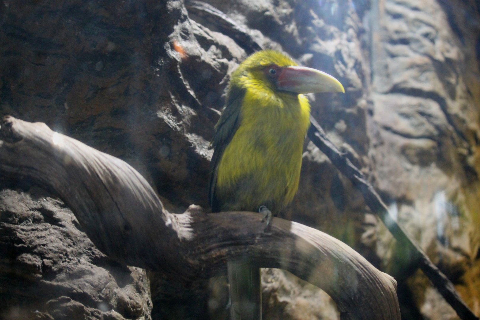 Saffron Toucanet (Pteroglossus bailloni)