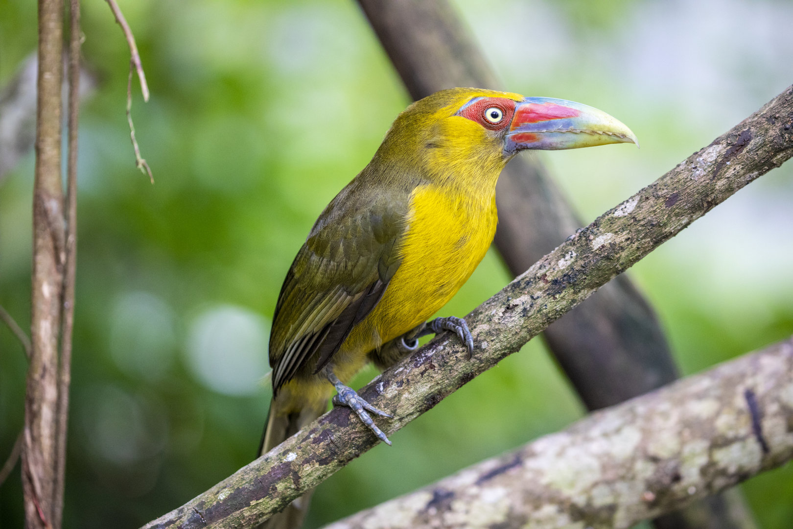 Saffron Toucanet (Pteroglossus bailloni)