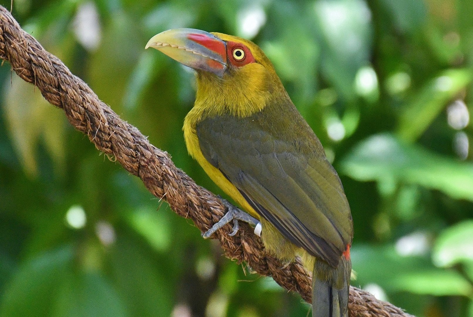 Saffron Toucanet (Pteroglossus bailloni)