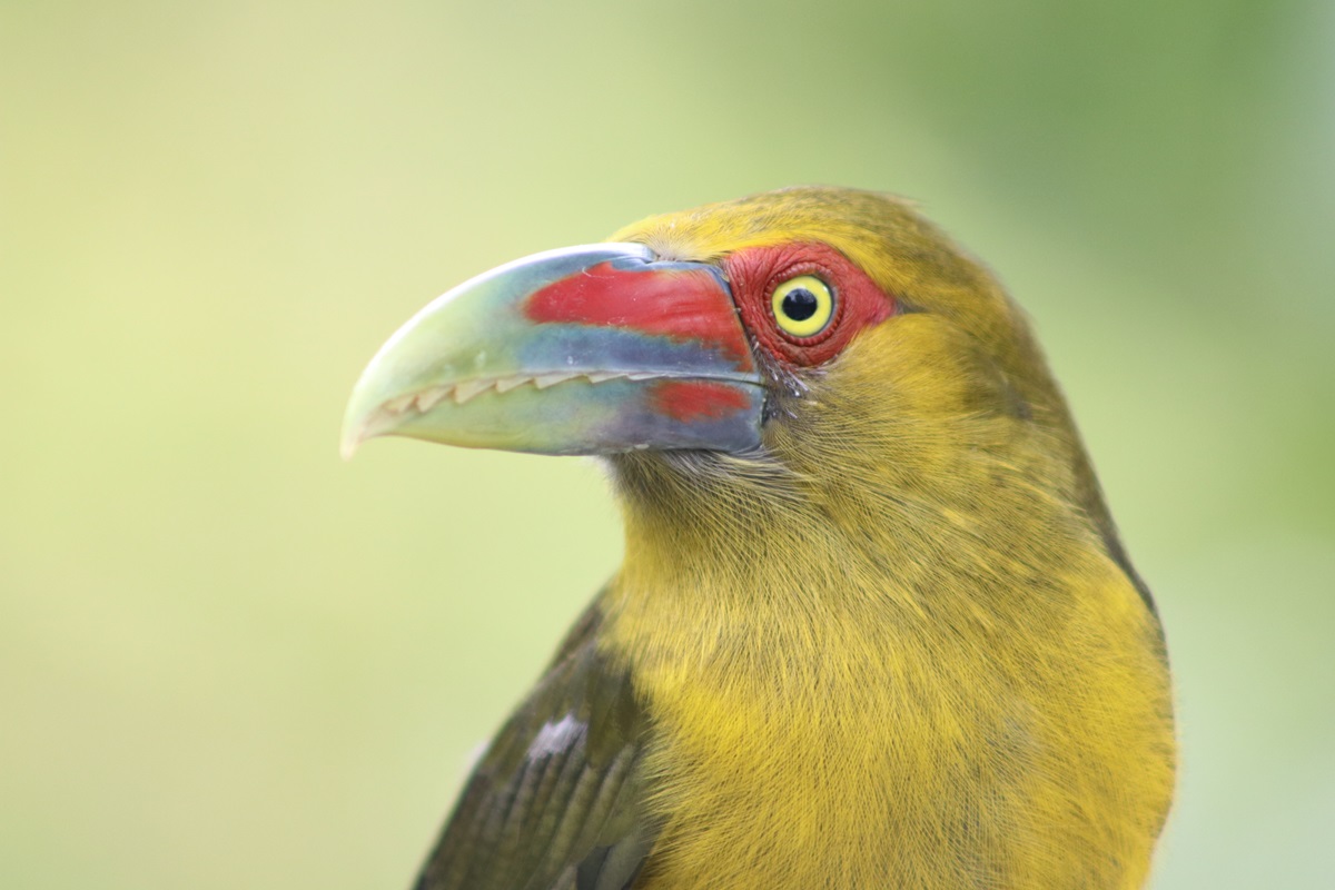 Saffron Toucanet (Pteroglossus bailloni)