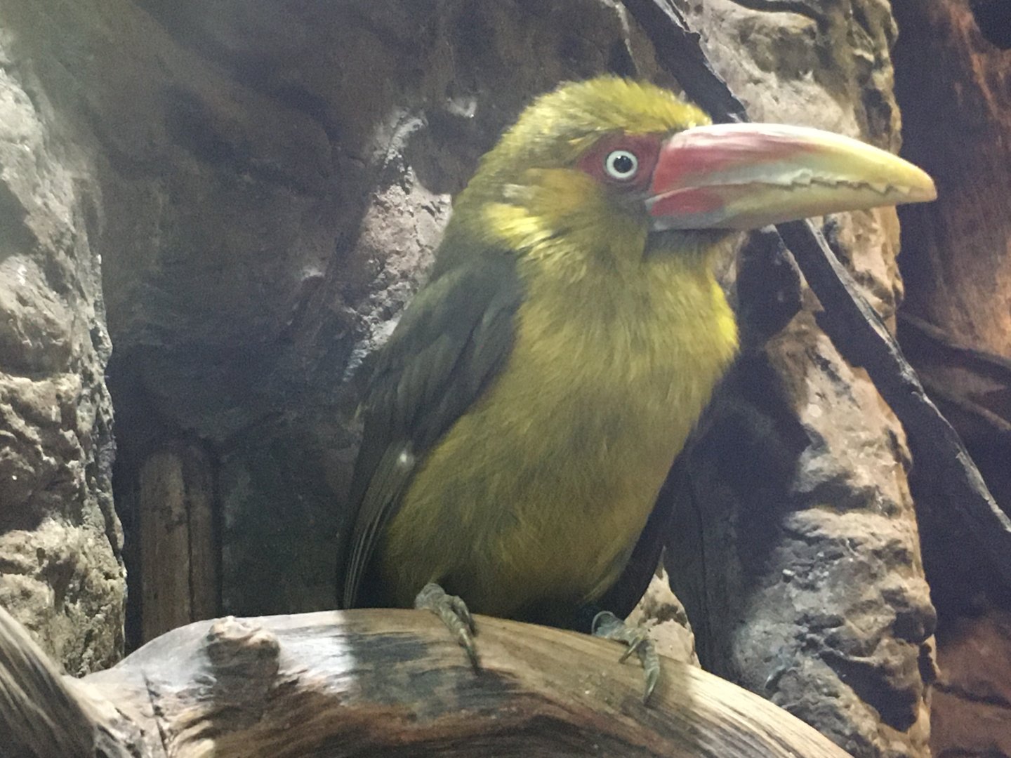 Saffron Toucanet (Pteroglossus bailloni)