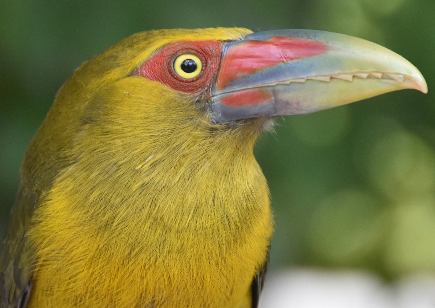 Saffron Toucanet (Pteroglossus bailloni)