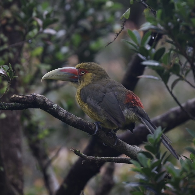 Saffron Toucanet (Pteroglossus bailloni)