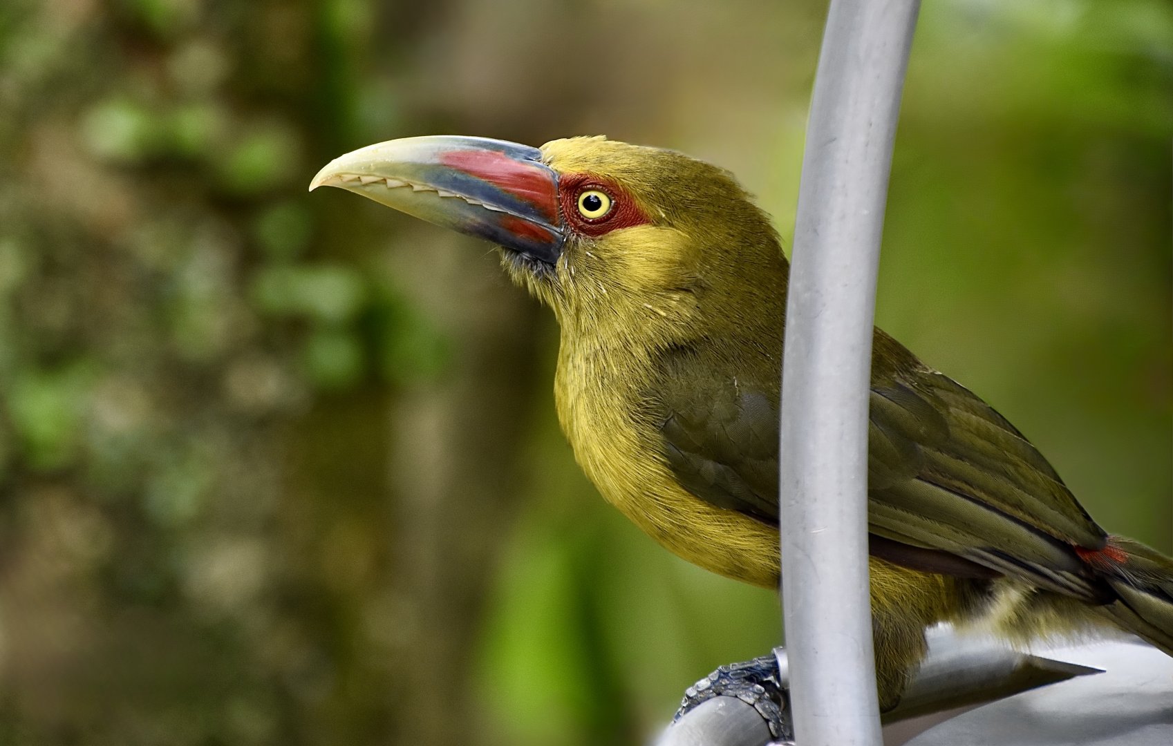 Saffron Toucanet (Pteroglossus bailloni)