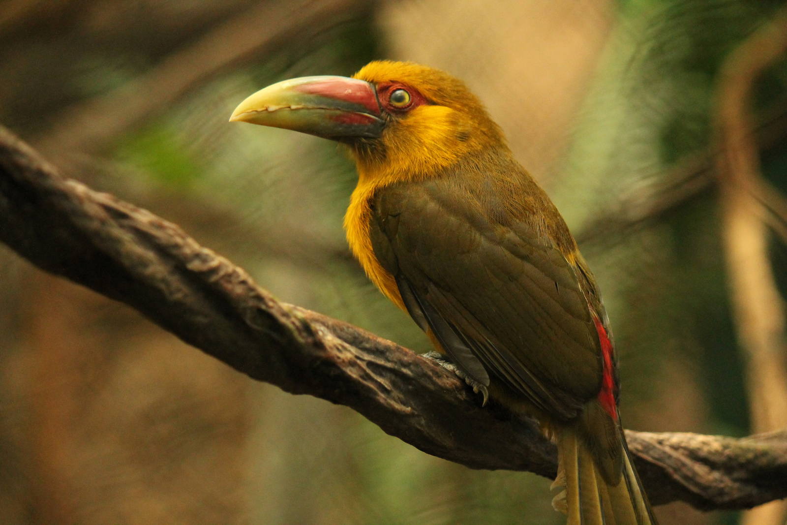 Saffron Toucanet