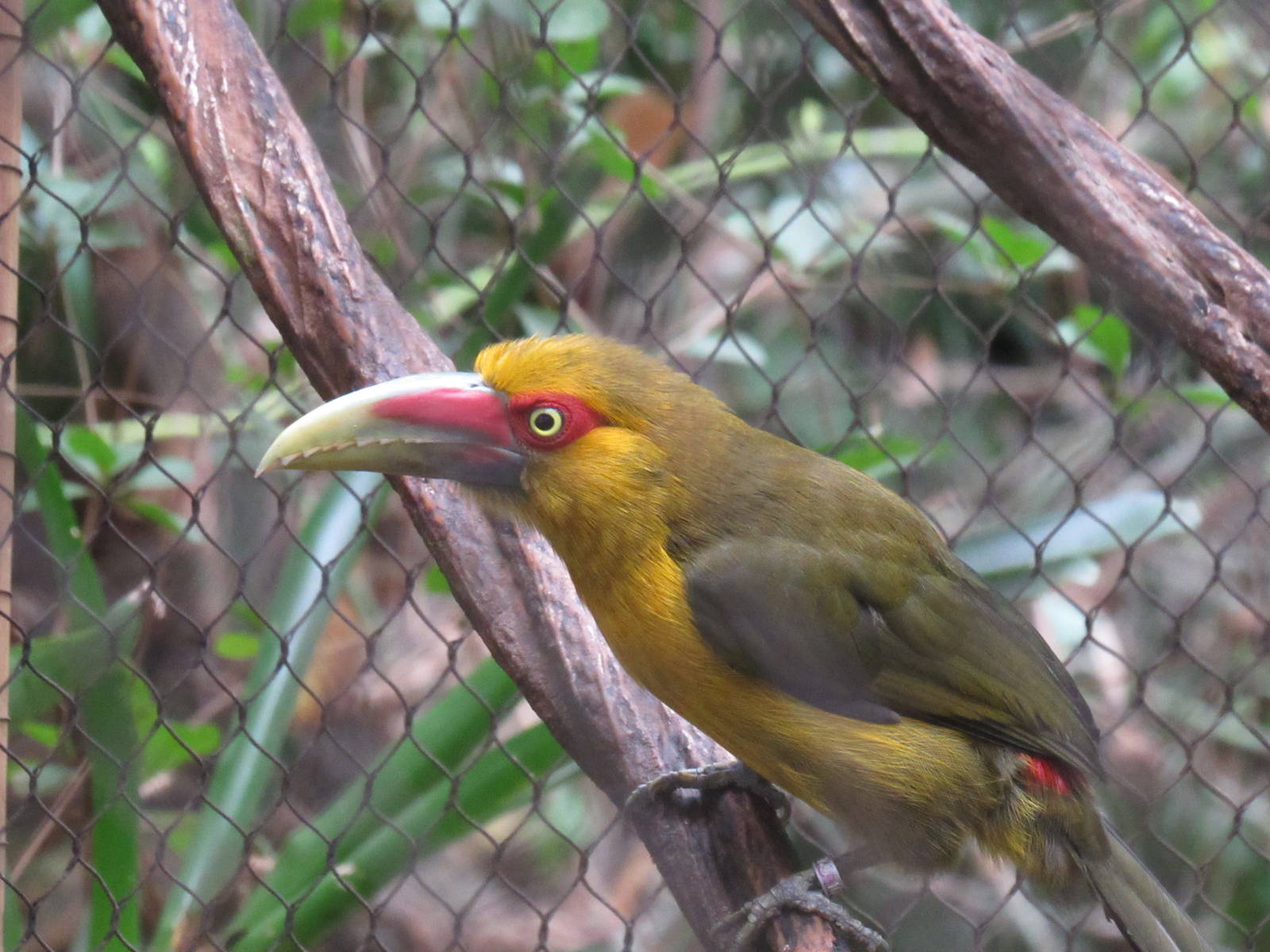 Saffron Toucanet