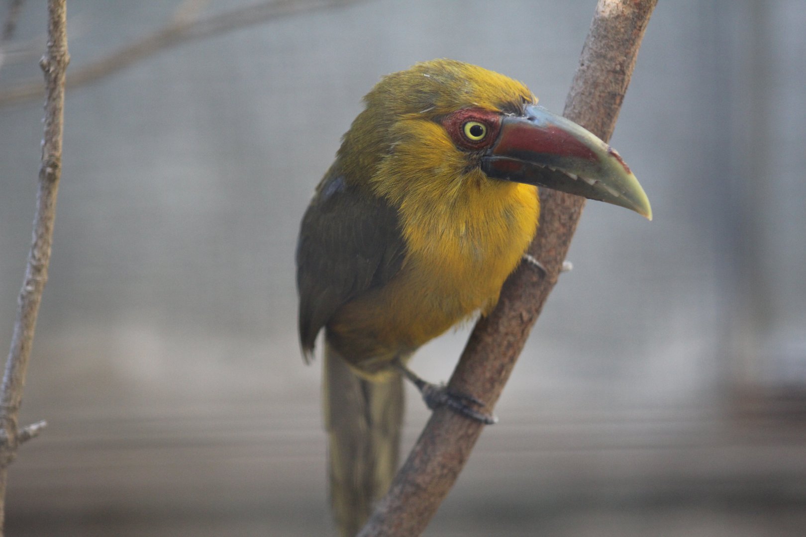 Saffron Toucanet