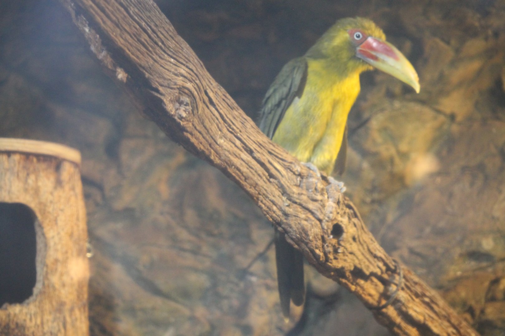Saffron Toucanet