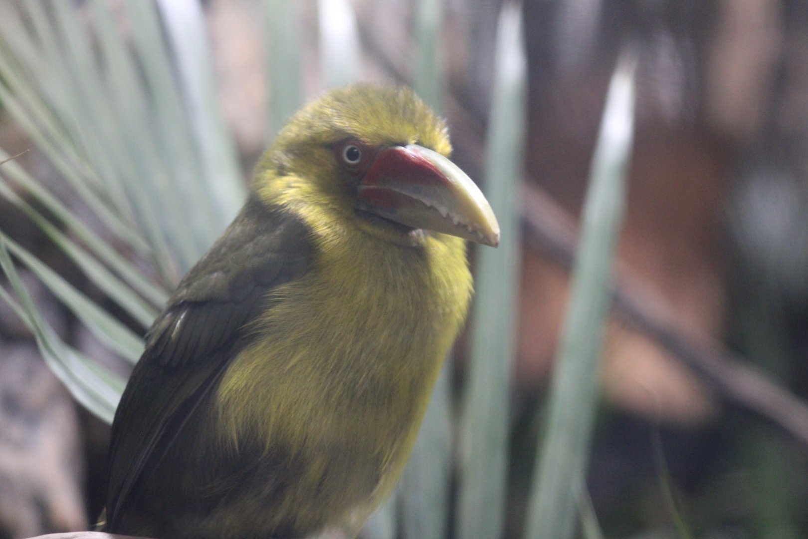 Saffron Toucanet