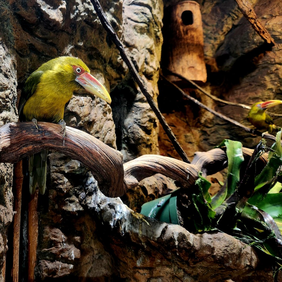 Saffron Toucanets (Pteroglossus bailloni)