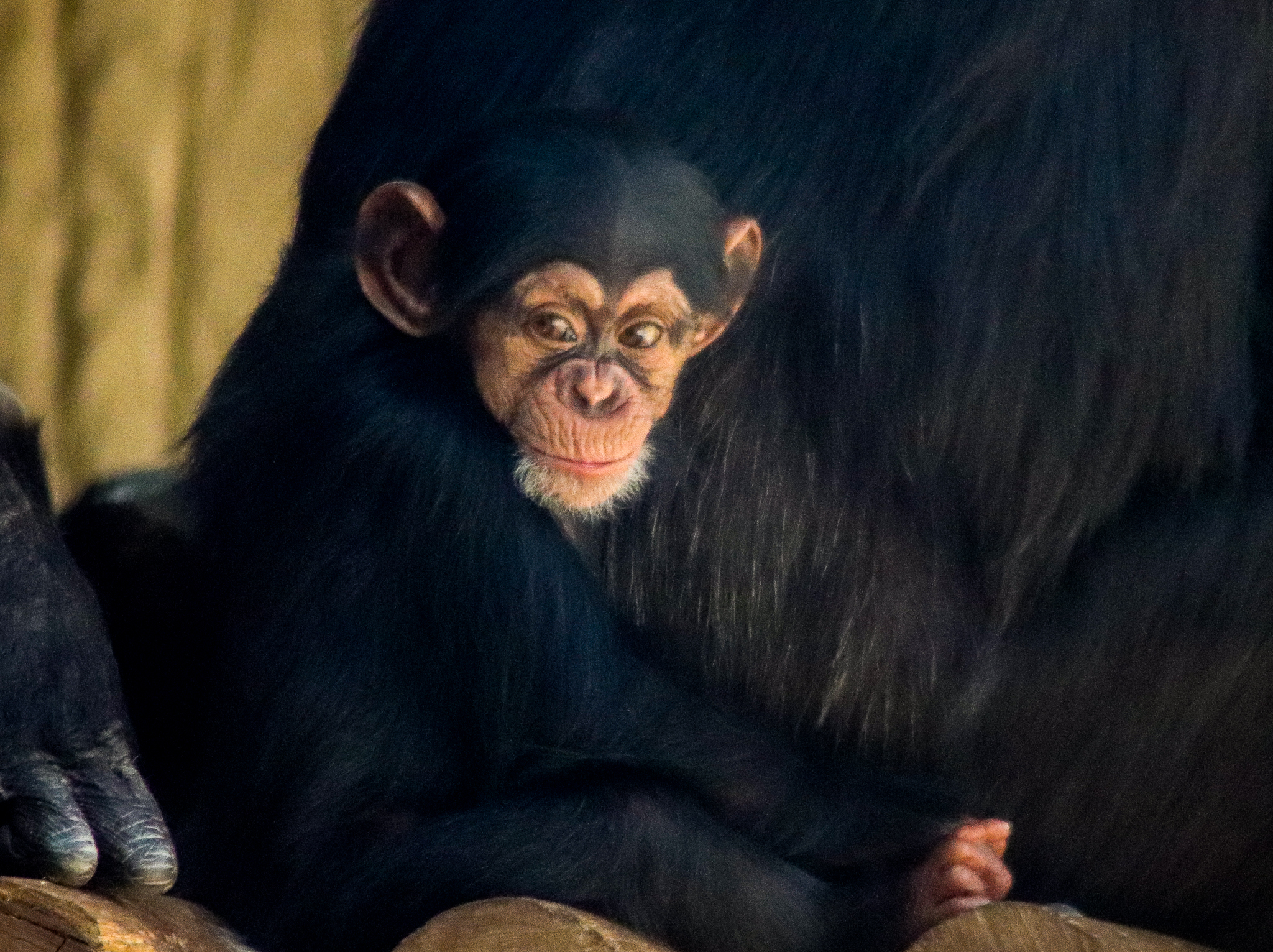 Safiri - Chimpanzee Infant (Pan troglodytes) - December 2019