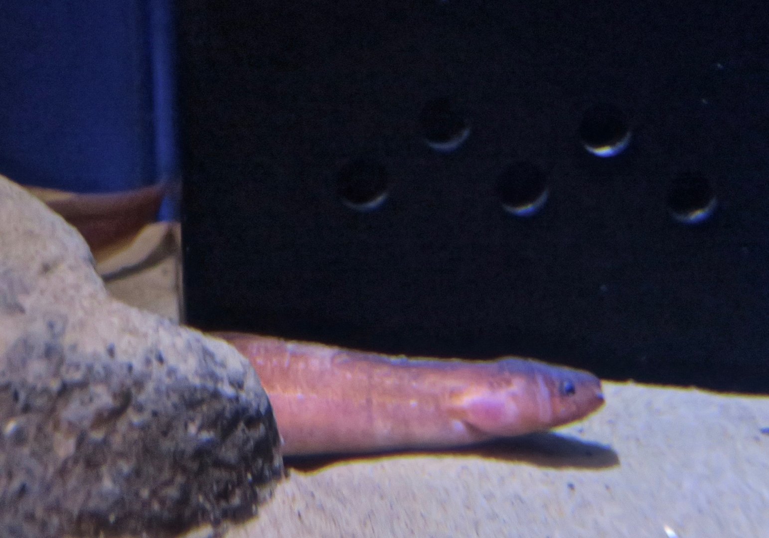 Sagami Bay Eelpout (Andriashevia natsushimae)