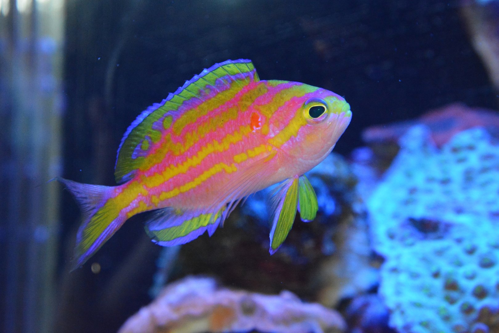 Sagami deep water anthias (Tosanoides flavofasciatus)