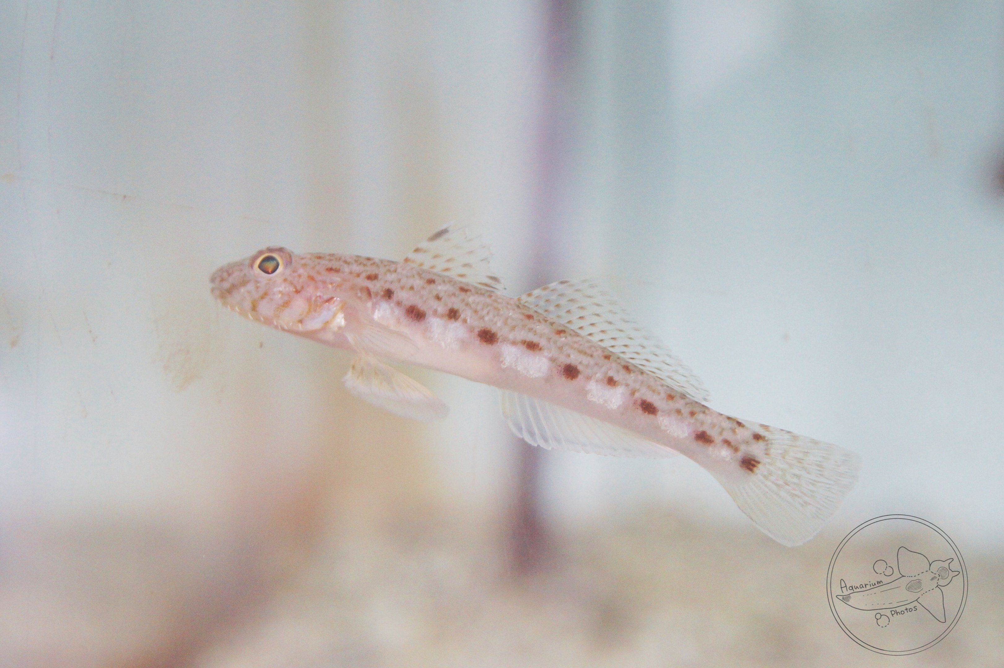 Sagami Goby (Sagamia geneionema)