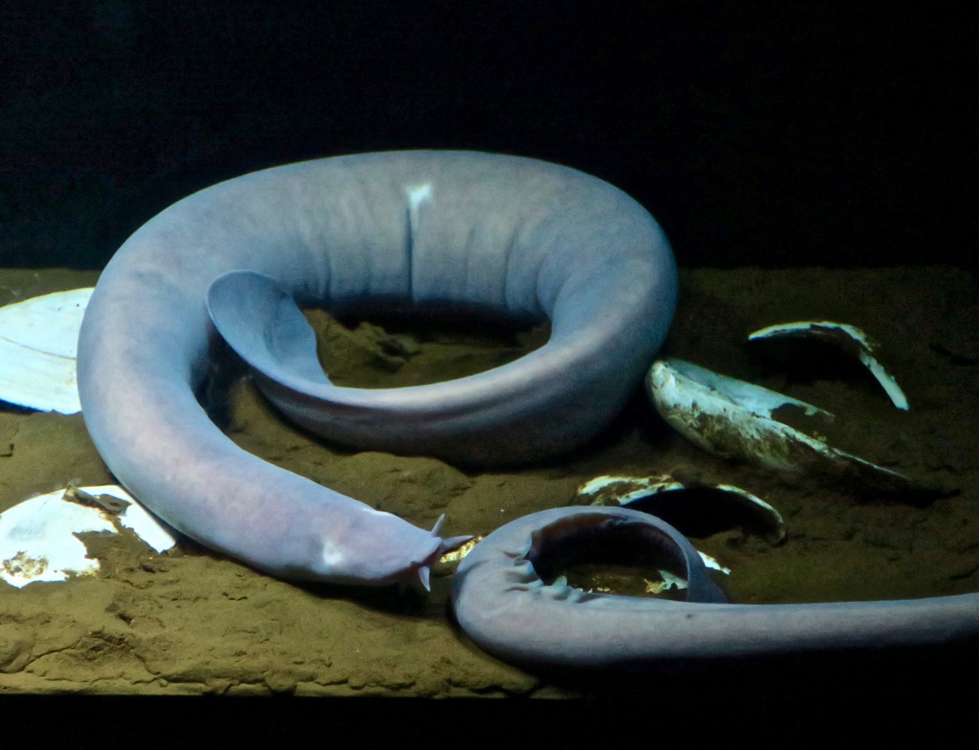 Sagami Hagfish (Eptatretus okinoseanus)