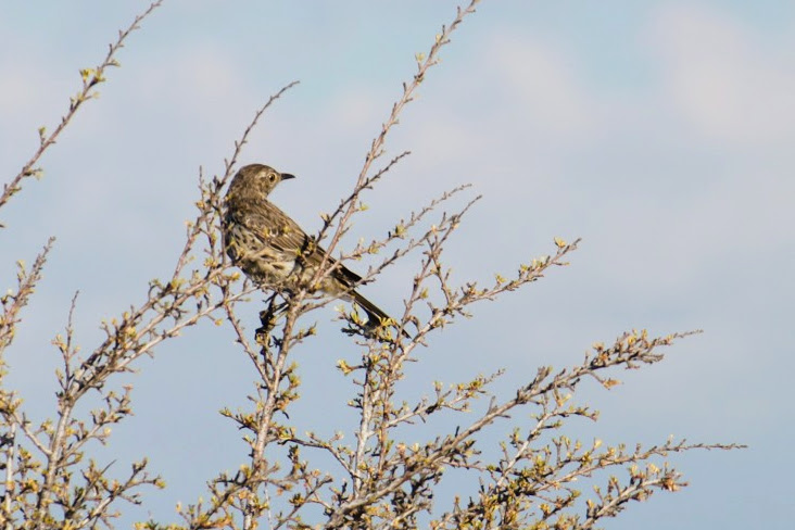 Sage Thrasher