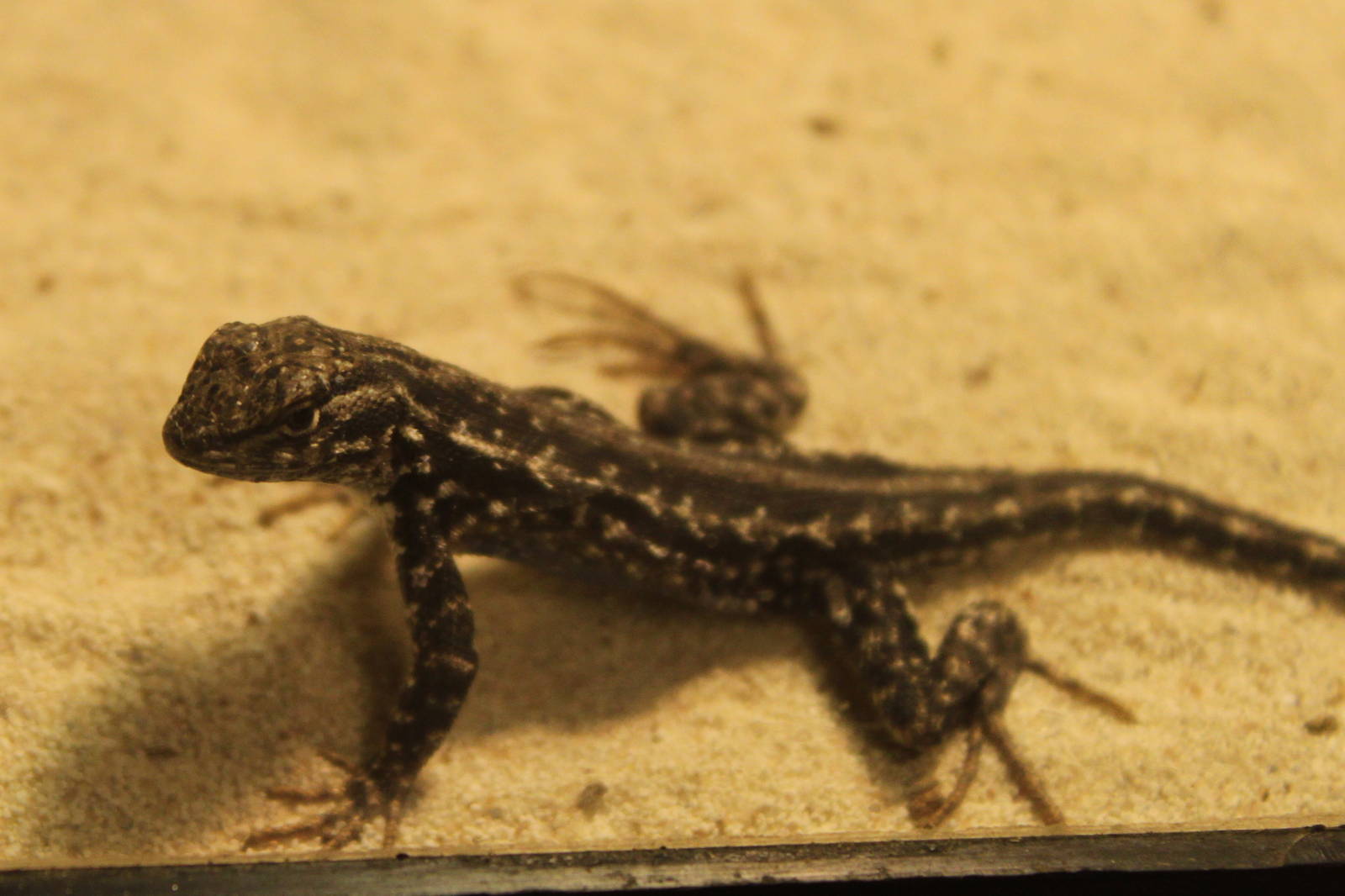 Sagebrush Lizard