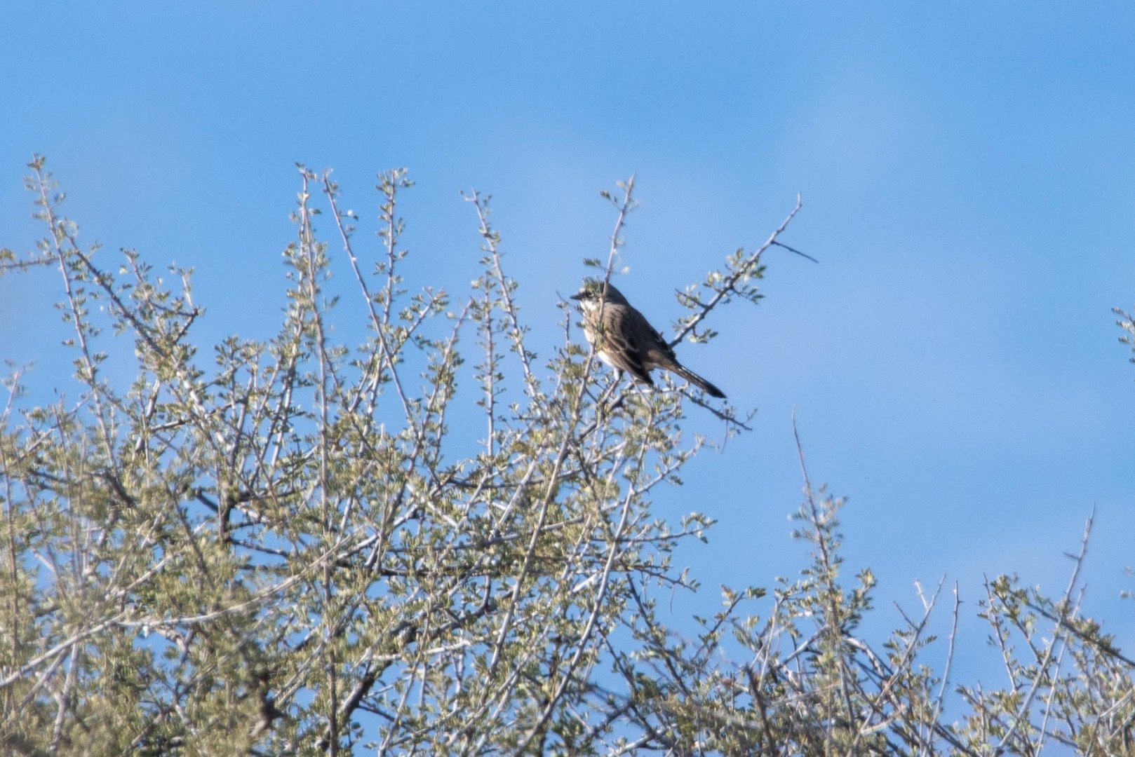 Sagebrush Sparrow- Artemisiospiza nevadensis