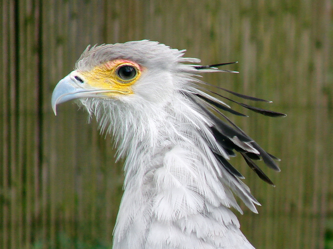 Sagittarius serpentarius / Secretary Bird