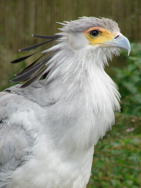 Sagittarius serpentarius / Secretary Bird