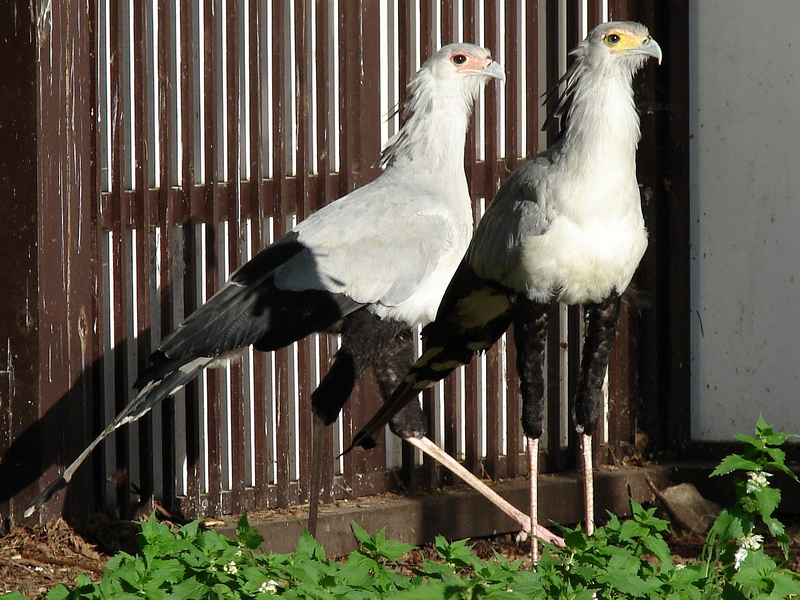 Sagittarius serpentarius / Secretary Bird
