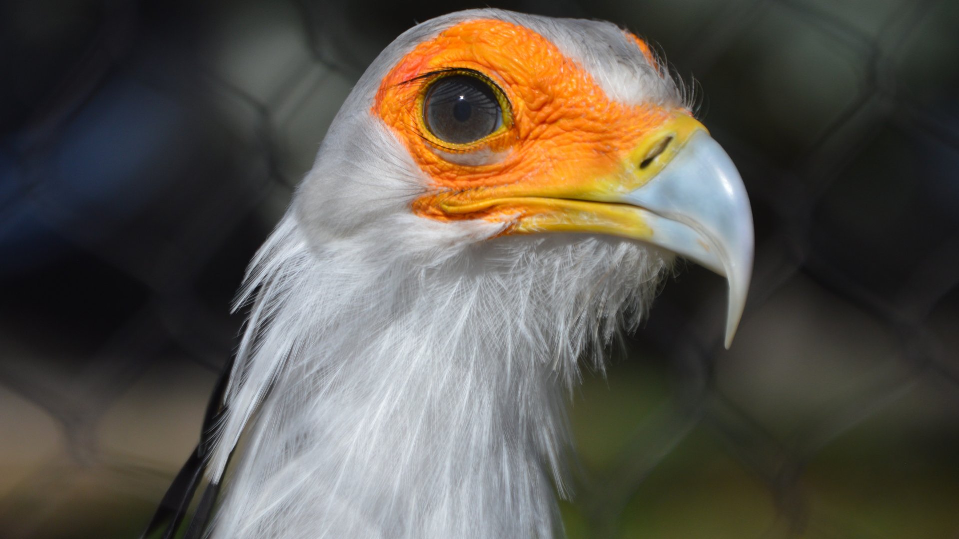 Sagittarius serpentarius