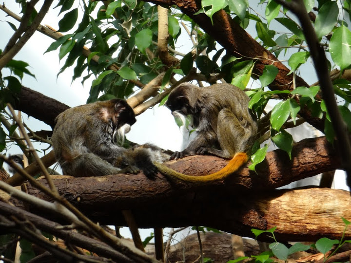 Sagiunus imperator subrisenscens