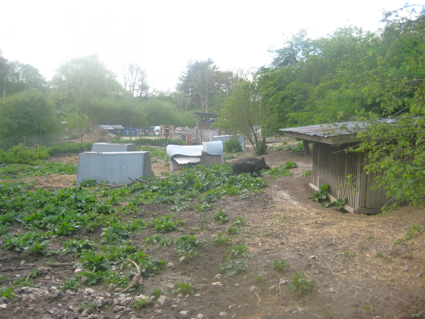 Sagnlandet Lejre - Boar exhibit