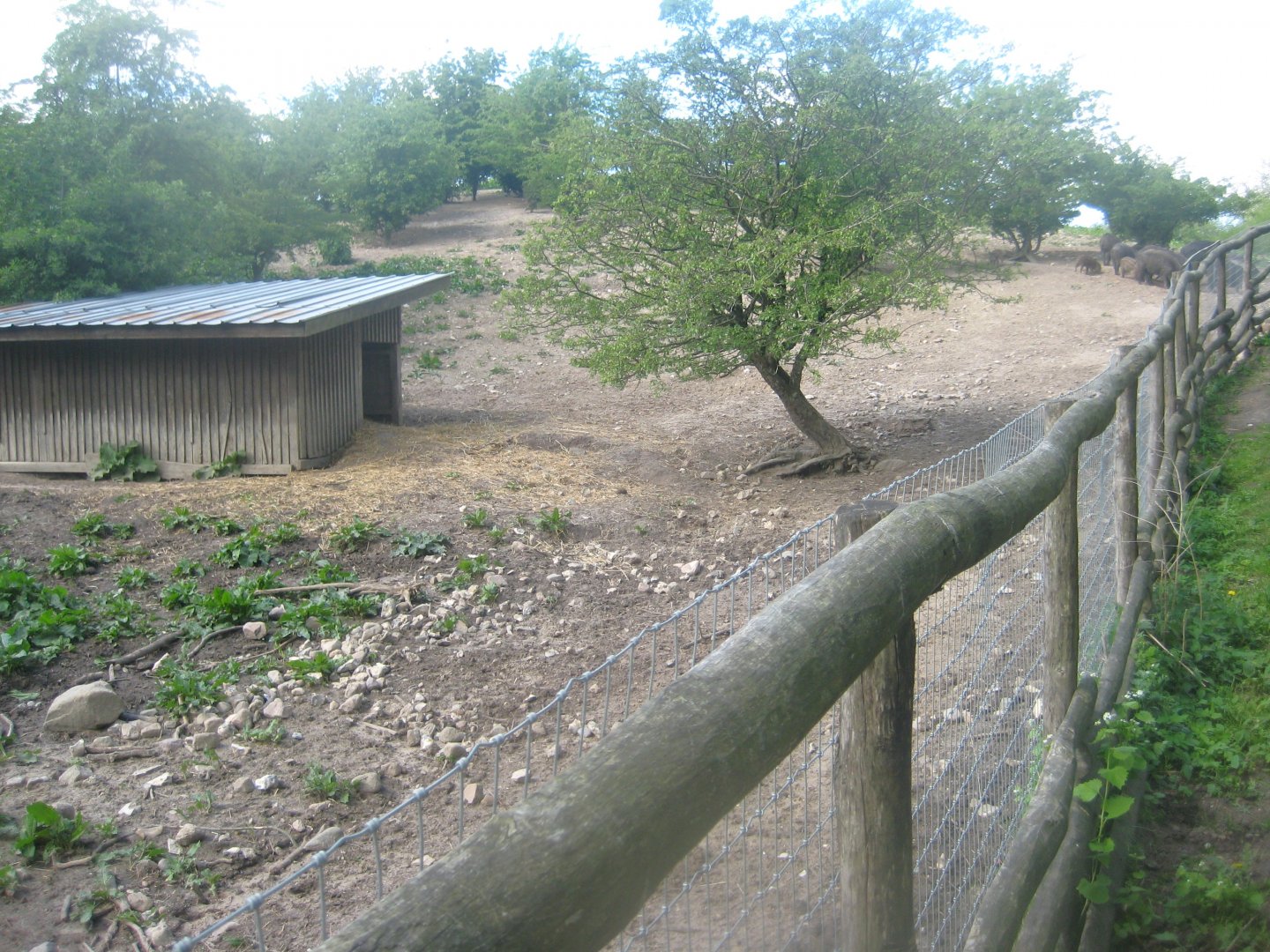 Sagnlandet Lejre - Boar exhibit