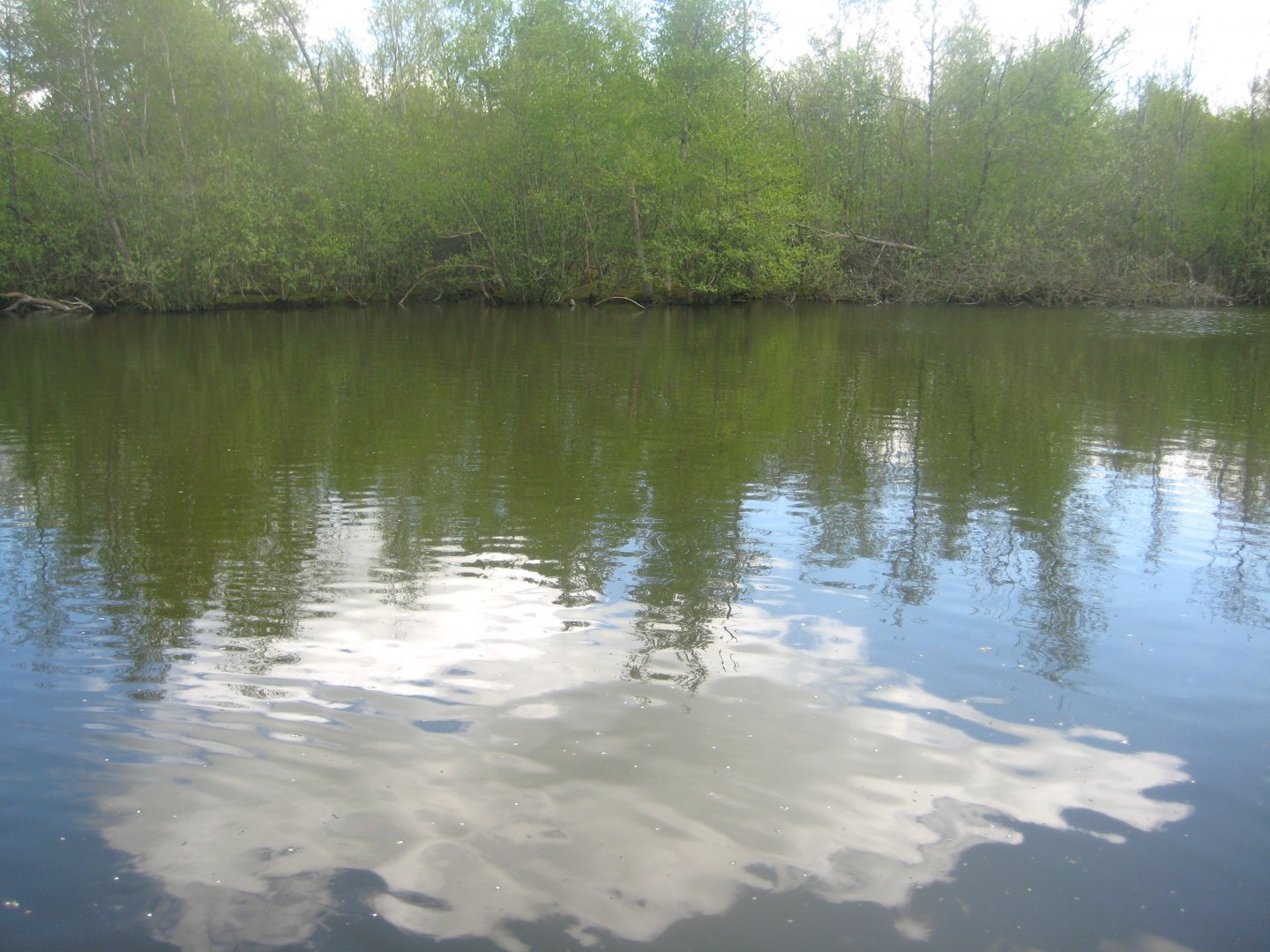 Sagnlandet Lejre - Carp lake