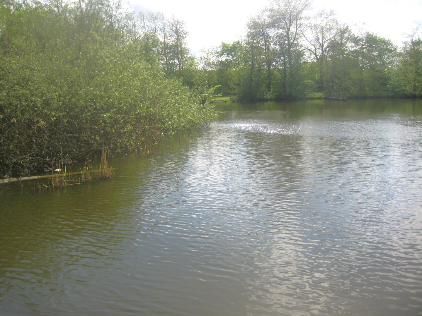 Sagnlandet Lejre - Carp lake