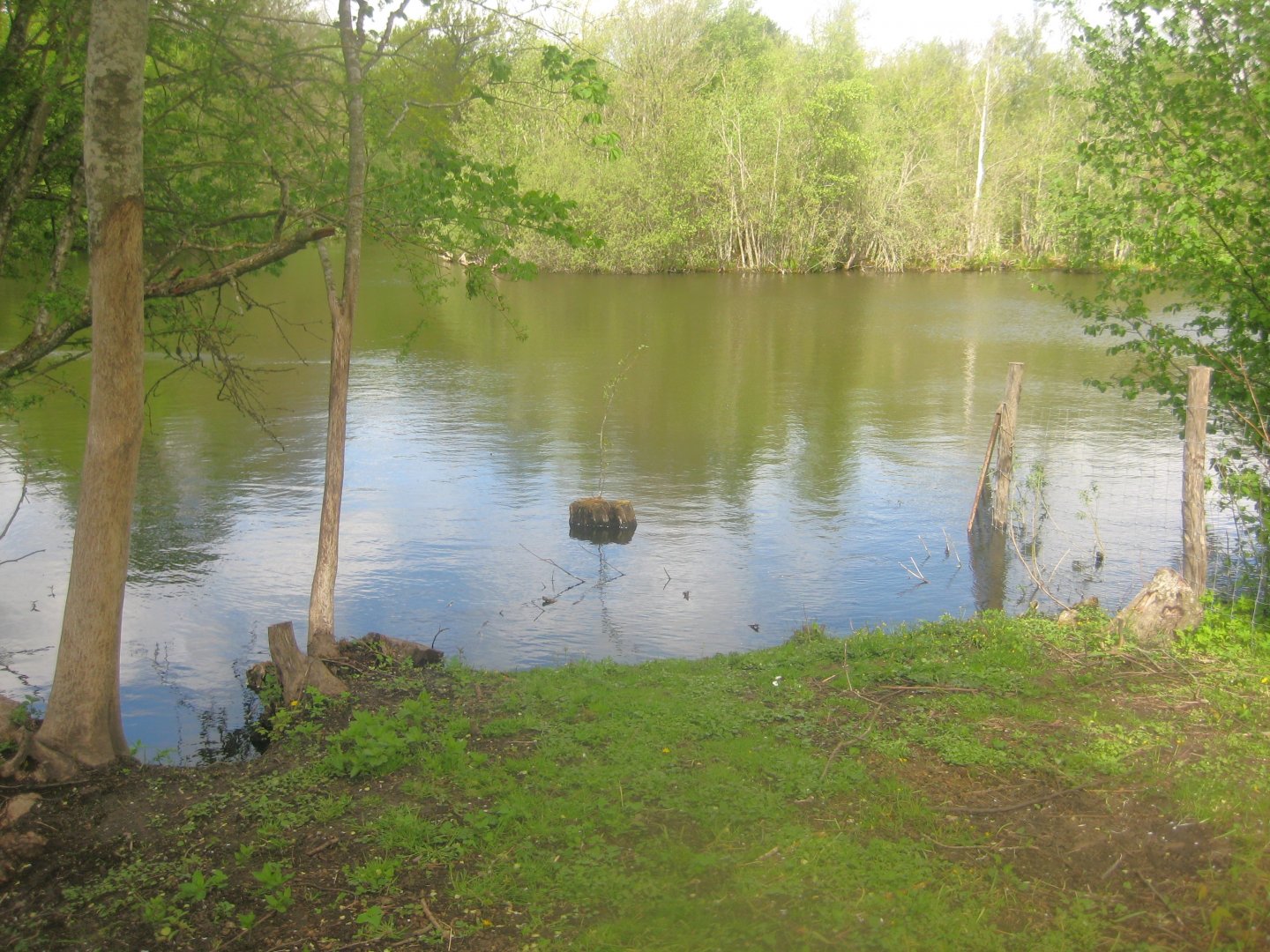 Sagnlandet Lejre - Carp lake
