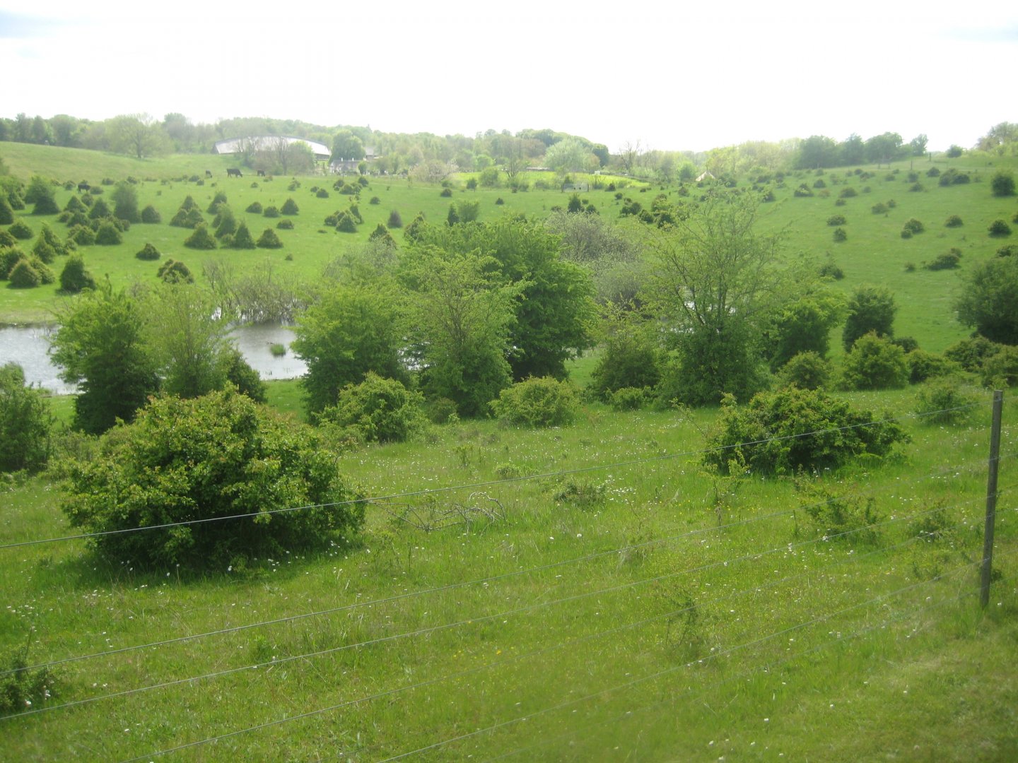 Sagnlandet Lejre - Cattle exhibit