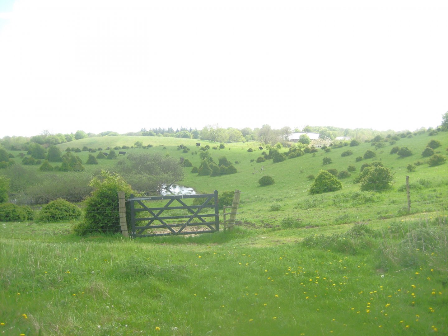 Sagnlandet Lejre - Cattle exhibit
