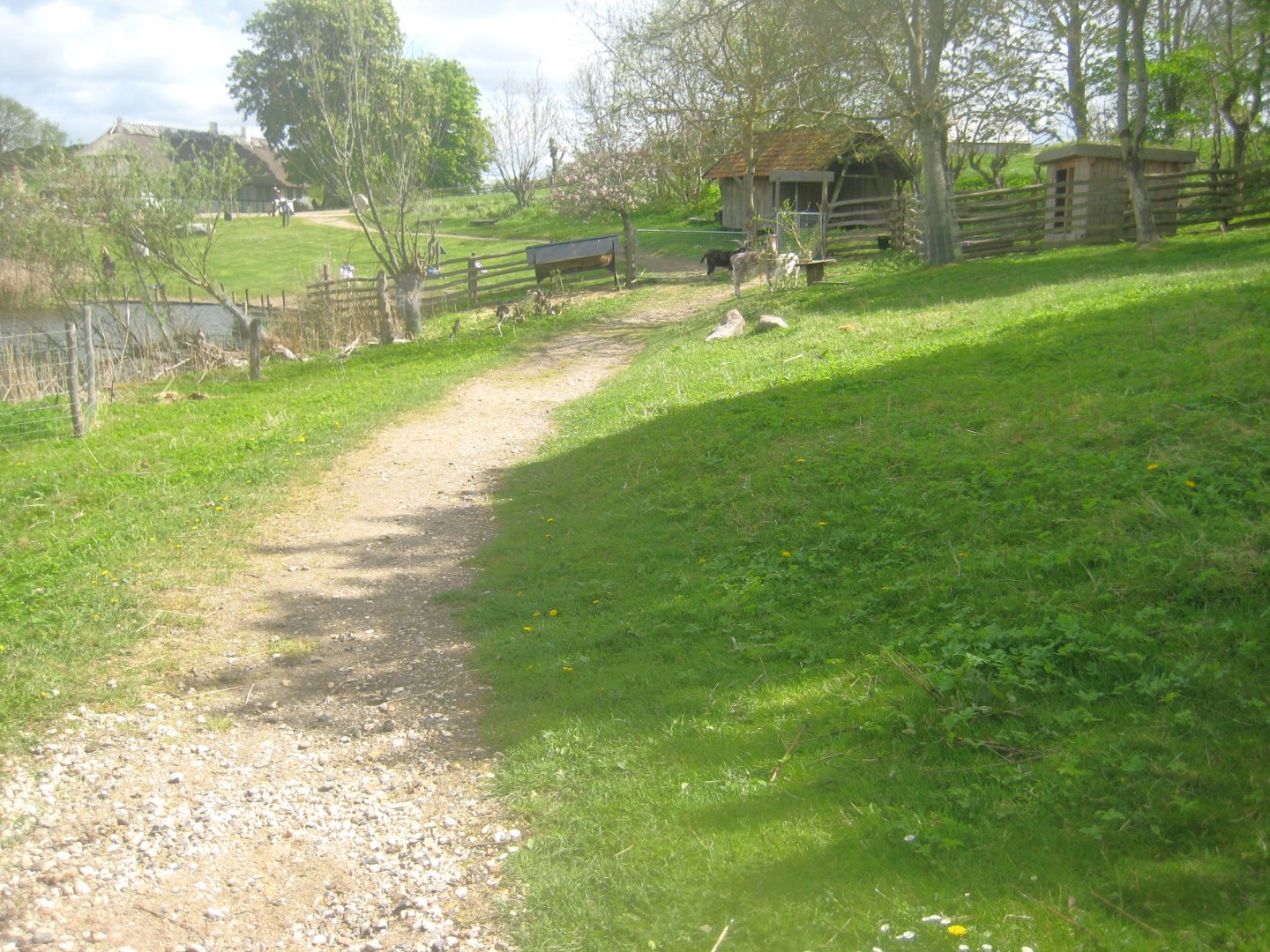 Sagnlandet Lejre - Goat exhibit