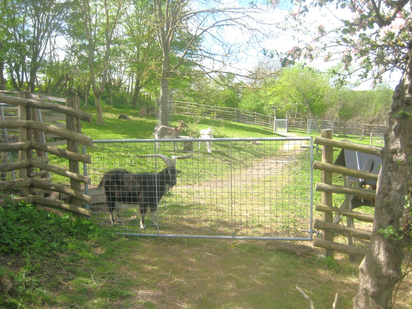 Sagnlandet Lejre - Goat exhibit