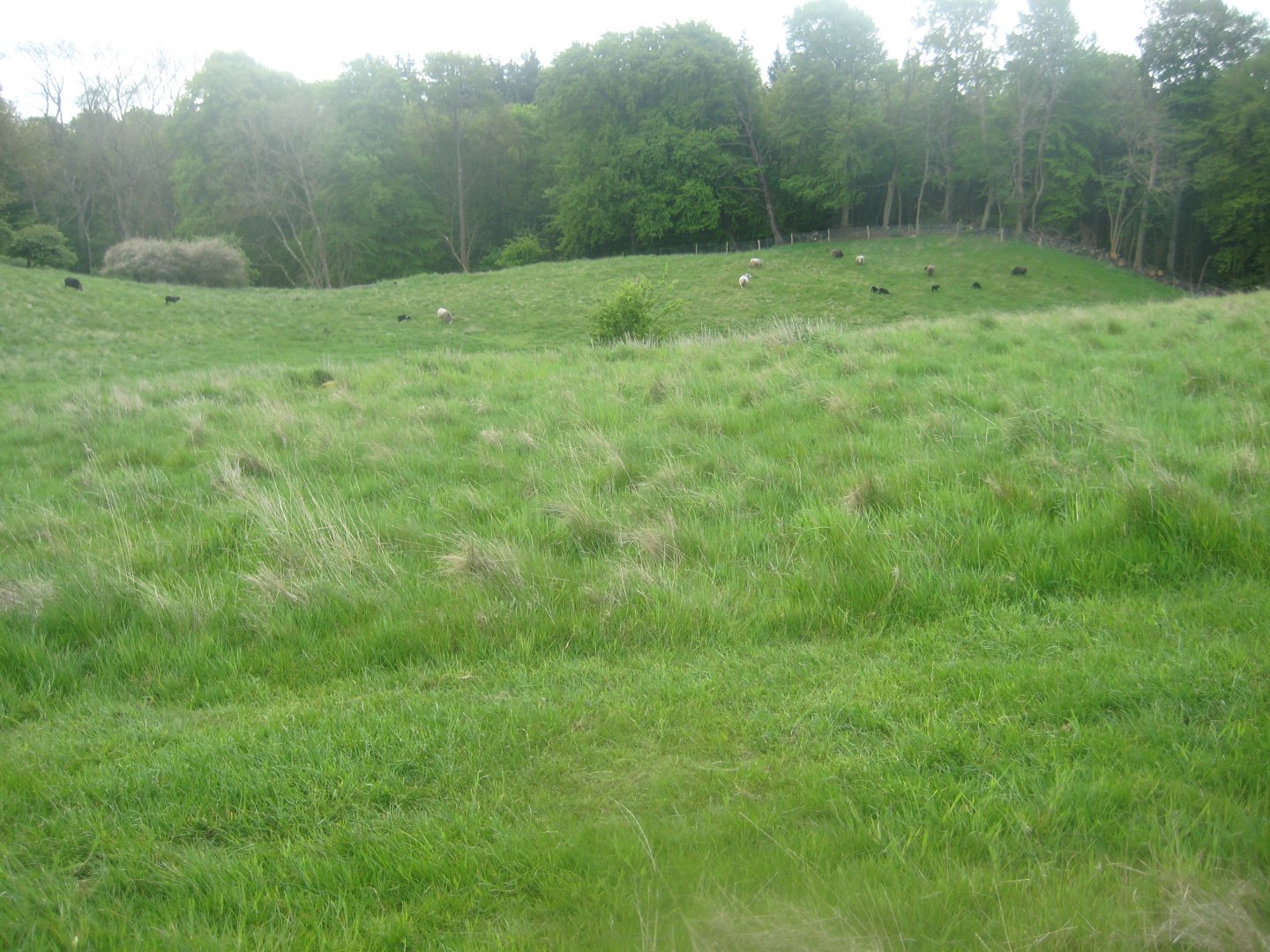 Sagnlandet Lejre - Sheep pen