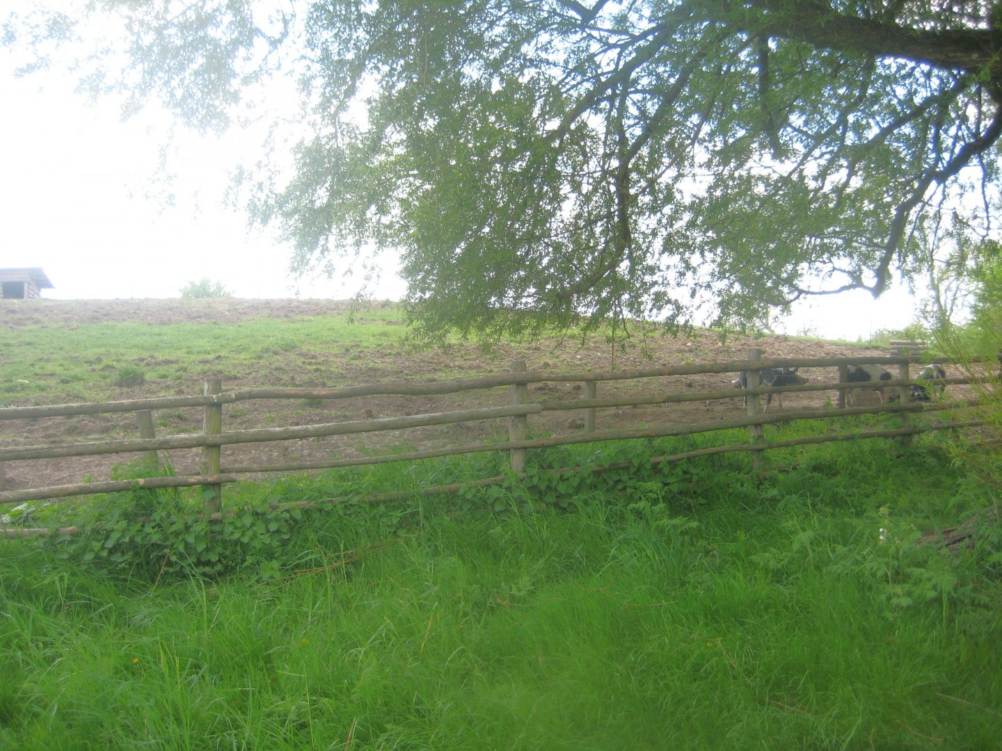 Sagnlandet Lejre - Smallholding area - Pig exhibit