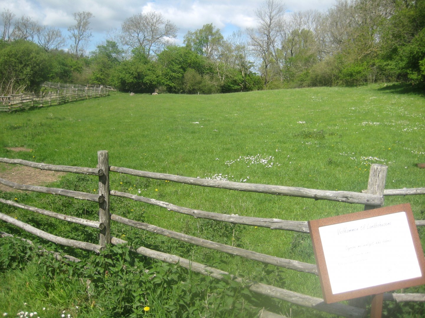 Sagnlandet Lejre - Smallholding area - Sheep exhibit