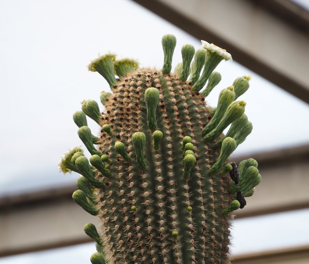 Saguaro cactus (Carnegiea gigantea) flowers, 2025-05-17