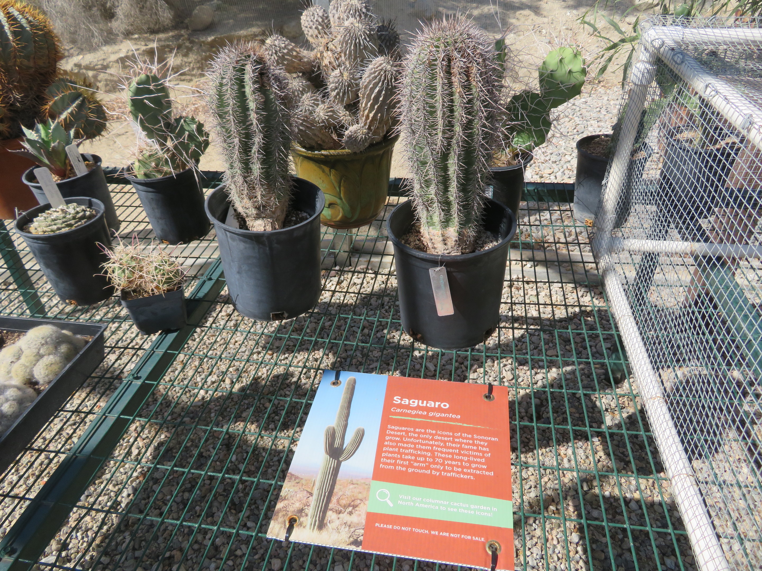 Saguaro for Planting