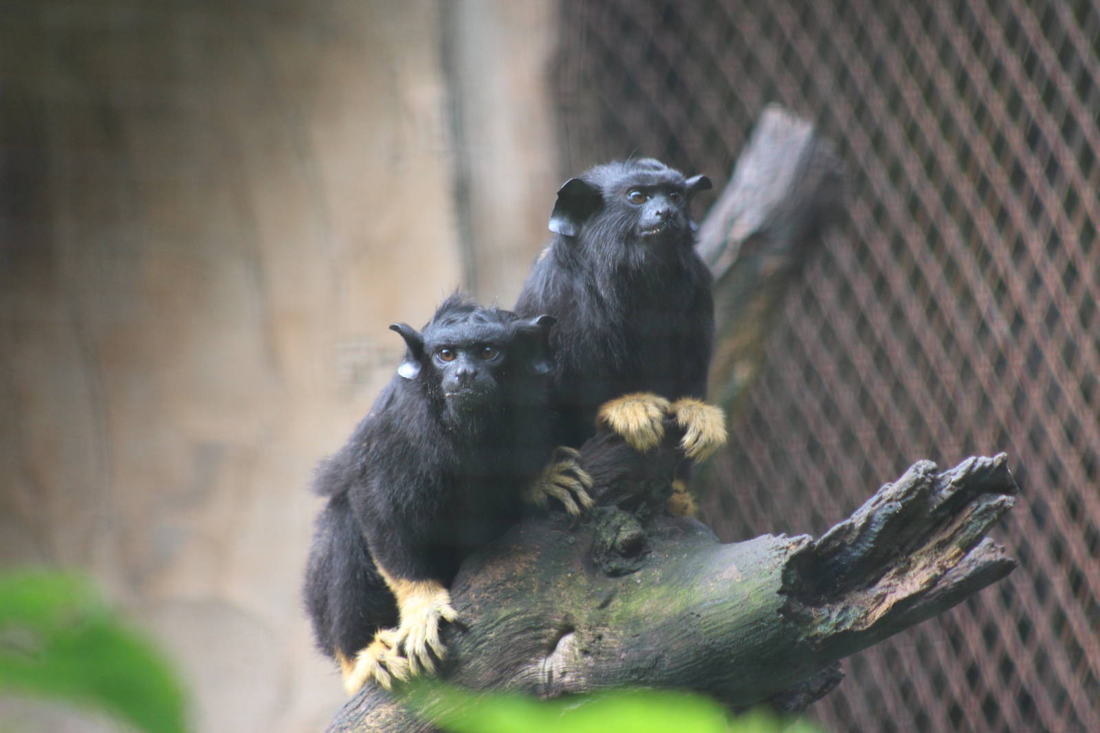 Sagui de m?os douradas