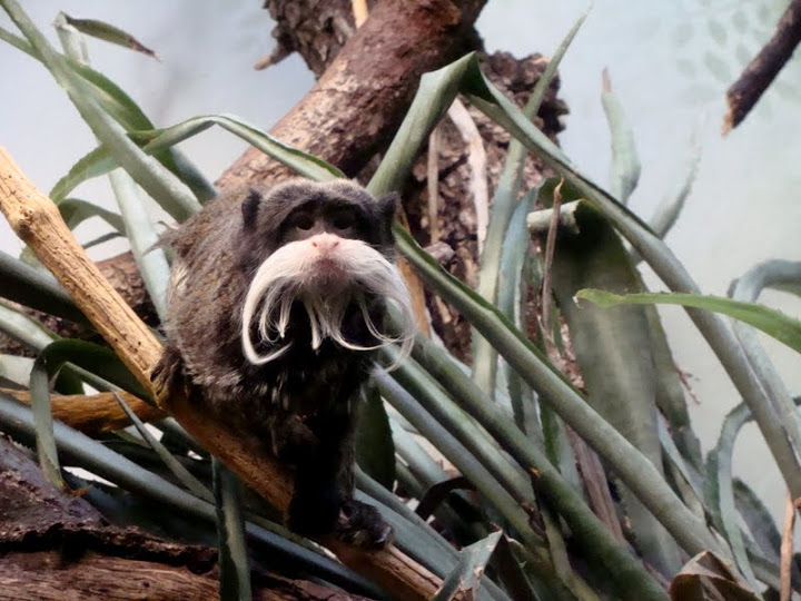 Saguinus imperator subgriscensis