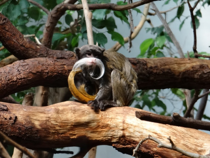 Saguinus imperator subgriscensis