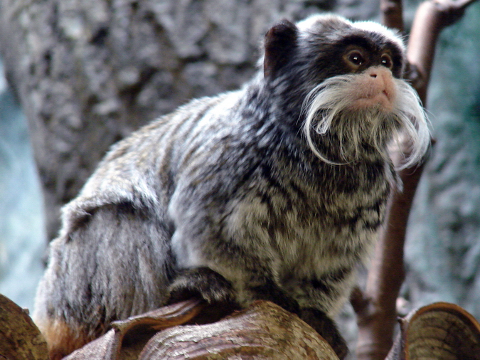Saguinus imperator subgrisescens / Emperor tamarin (male)