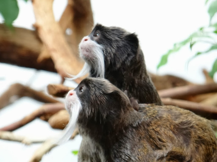 Saguinus imperator subgrisescens