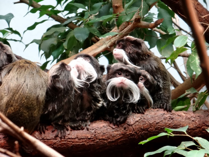 Saguinus imperator subgrisescens
