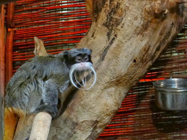 Saguinus imperator subgrisescens
