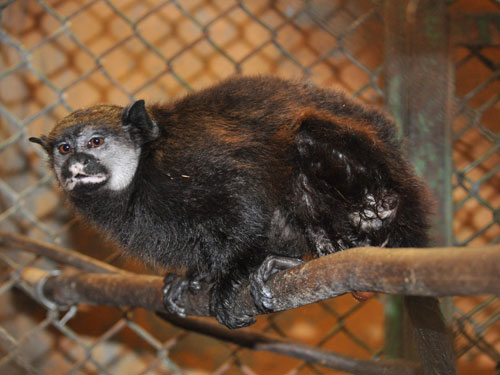 Saguinus inustus at Bioparque Los Ocarros - uploaded on behalf of alexkant