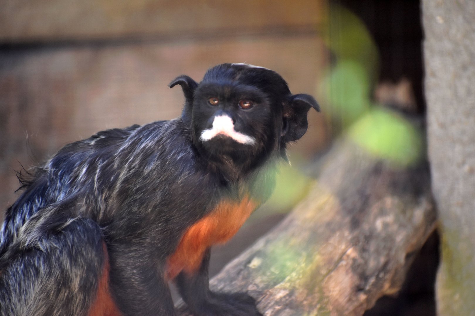 Saguinus labiatus - White-lipped tamarin / Zoo d'Upie 2024